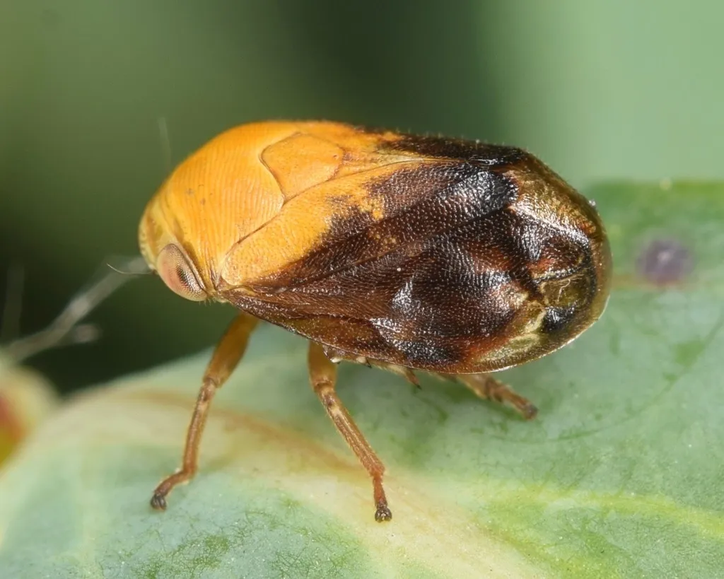 Pecan Spittlebug