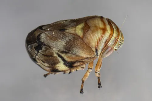 Red Cedar Spittlebug - photo 3
