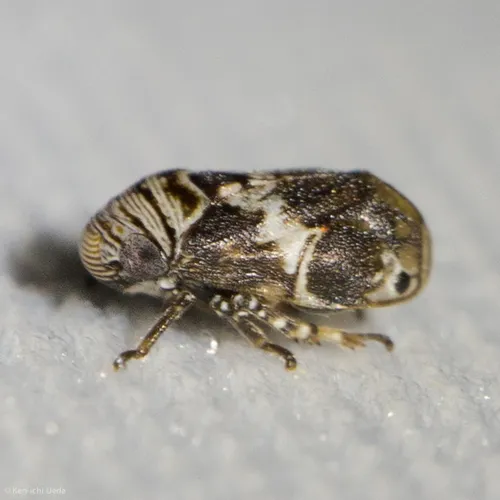 Clastoptera arizonana