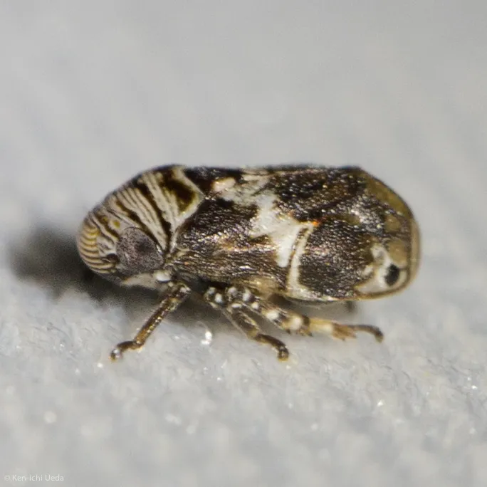 Clastoptera arizonana - photo 2