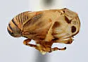Clastoptera atrapicata