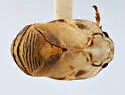 Clastoptera atrapicata - photo 2