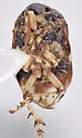 Clastoptera brunnea