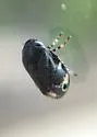 Clastoptera brunnea - photo 2