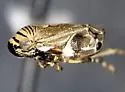 Clastoptera brunnea - photo 4
