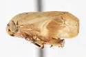 Clastoptera canyonensia