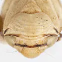 Clastoptera canyonensia - photo 3