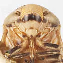 Clastoptera canyonensia - photo 4