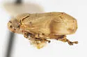 Clastoptera canyonensia - photo 5