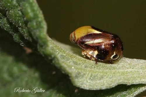 Clastoptera cimicoides