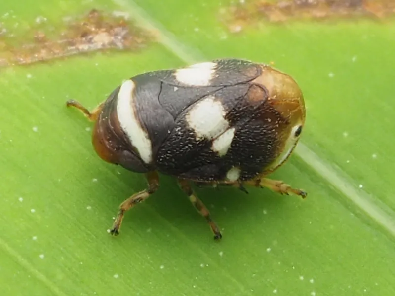 Clastoptera compta - photo 2