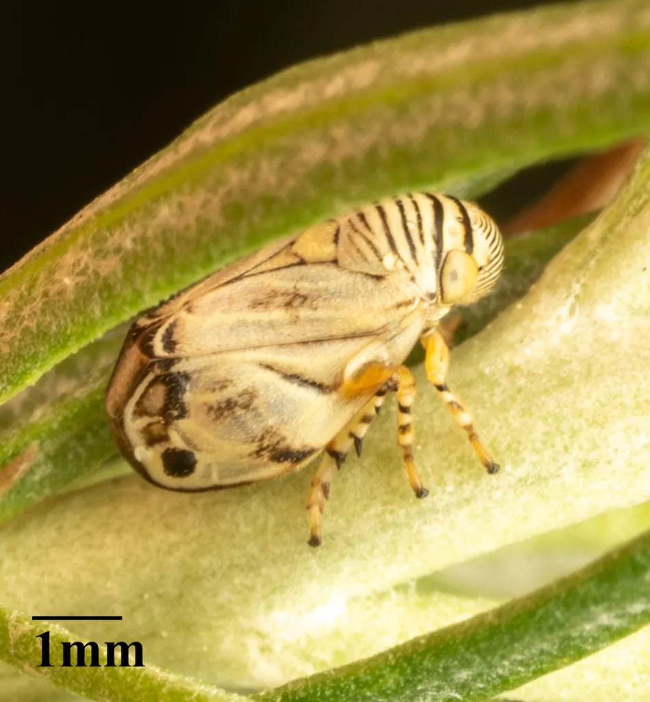 Clastoptera delicata - photo 3