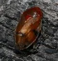 Dwarf Mistletoe Spittlebug