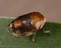 Dwarf Mistletoe Spittlebug - photo 2
