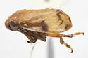 Dwarf Mistletoe Spittlebug - photo 3