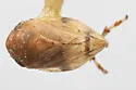 Dwarf Mistletoe Spittlebug - photo 4
