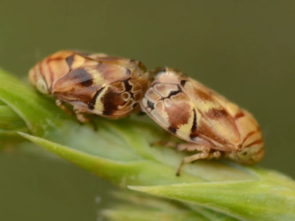 Mountain-juniper Spittlebug - Clastoptera doeringae