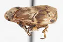 Clastoptera elongata