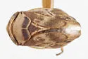 Clastoptera elongata - photo 2