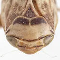 Clastoptera elongata - photo 3
