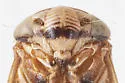 Clastoptera elongata - photo 4
