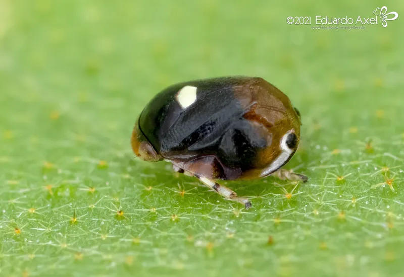 Clastoptera funesta - photo 2