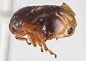 Clastoptera globosa