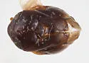 Clastoptera globosa - photo 2