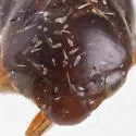 Clastoptera globosa - photo 3
