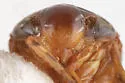 Clastoptera globosa - photo 4