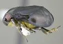 Clastoptera hyperici - Clastoptera hyperici