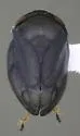 Clastoptera hyperici - photo 2