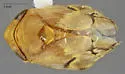Juniper Spittlebug - Clastoptera juniperina