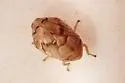 Juniper Spittlebug - photo 3