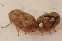 Juniper Spittlebug - photo 4