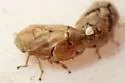 Juniper Spittlebug - photo 5