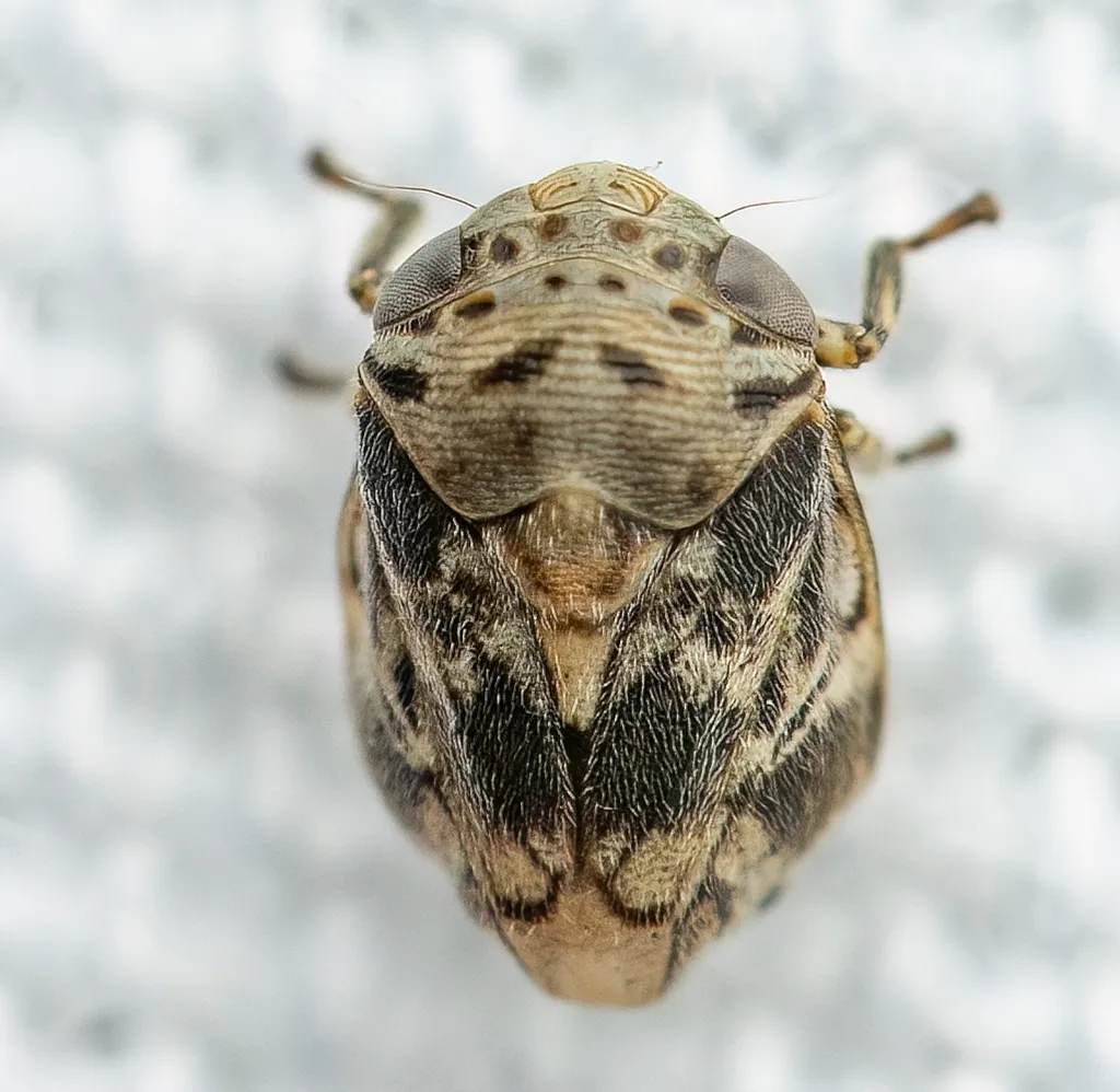 Clastoptera laevigata - photo 2