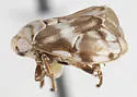 Clastoptera lawsoni
