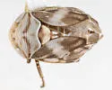Clastoptera lawsoni - photo 2