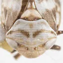 Clastoptera lawsoni - photo 3