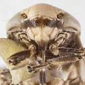 Clastoptera lawsoni - photo 4
