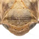 Clastoptera lawsoni - photo 5