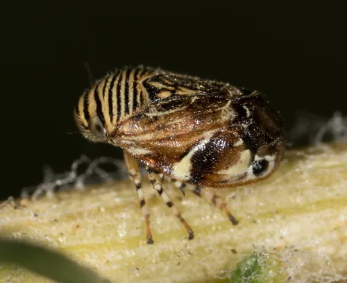 Clastoptera lineatocollis