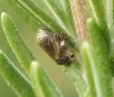 Clastoptera lugubris - photo 3