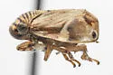 Clastoptera lugubris - photo 4