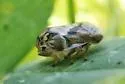 Clastoptera media