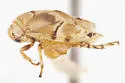 Clastoptera media - photo 2