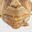 Clastoptera media - photo 4