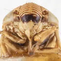 Clastoptera media - photo 5