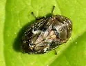 Clastoptera mineralis